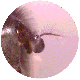 FLY ANTENNA