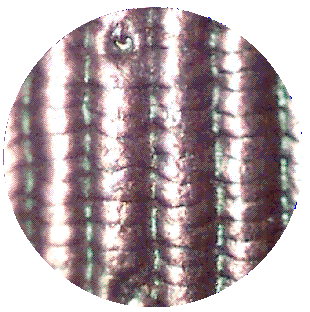 GROUND BEETLE WINGCASE
