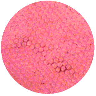 BUG COMPOUND EYE