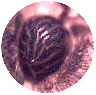 MOTH COMPOUND EYE