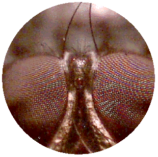 BLOWFLY EYES