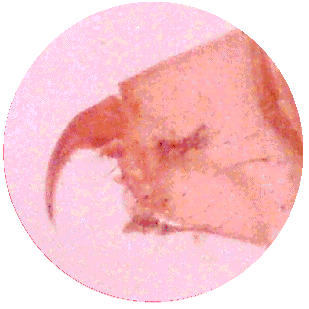 SPIDER FANG