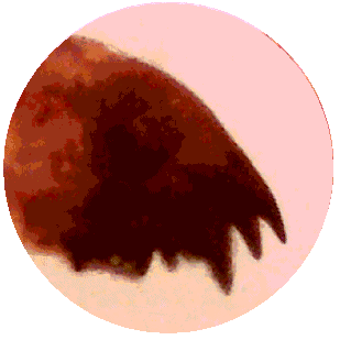 COCKROACH JAW