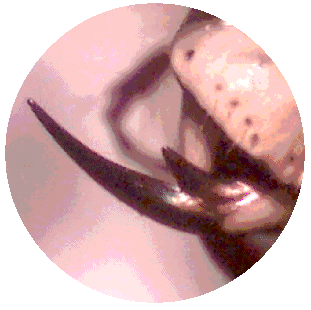 TIGER BEETLE JAW