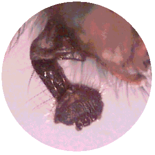 BLOWFLY PROBOSCIS