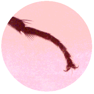 FLY LEG