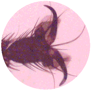 FLY LEG