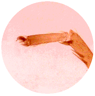 SPIDER LEG