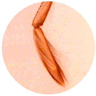 WATER BOATMAN LEG