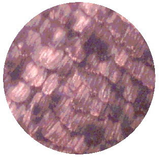 MOTH WING SCALES