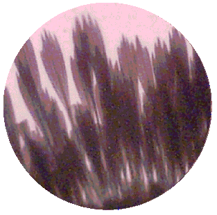 MOTH WING SCALES