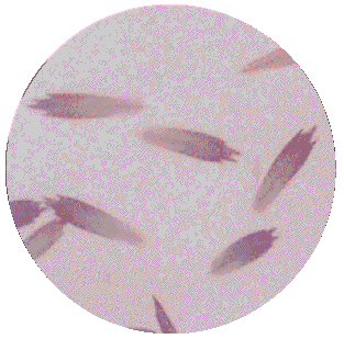 RINGLET WING SCALES