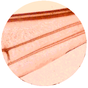 HONEYBEE FOREWING