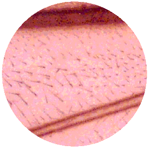 HONEYBEE FOREWING