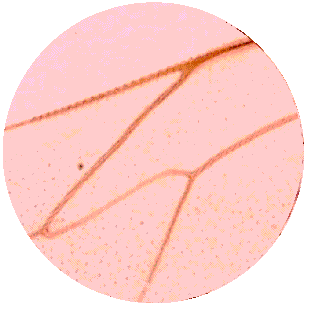 HONEYBEE HINDWING