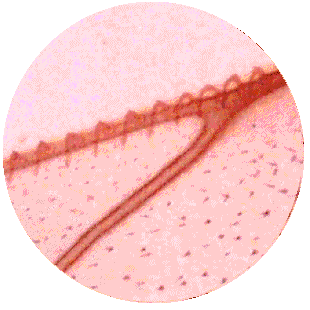 HONEYBEE HINDWING