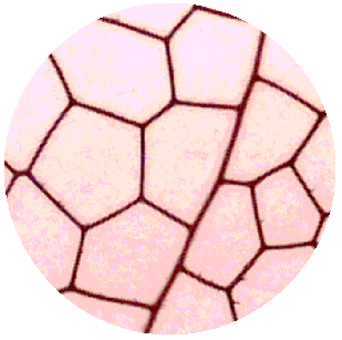 DRAGONFLY WING