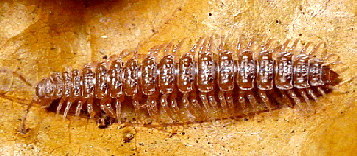 FLAT-BACKED