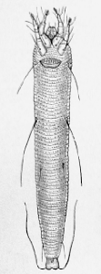 Eriophyid Mite