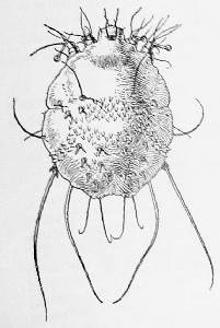 Scabies Mite