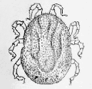 Soft Tick