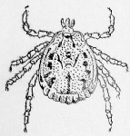 Hard Tick