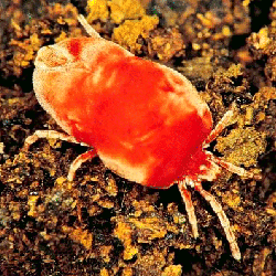Velvet Mite