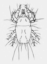 Grain Mite