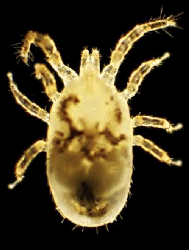 Dust Mite