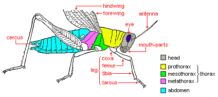 INSECT STRUCTURE