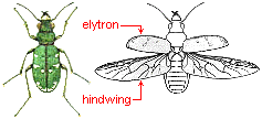ELYTRA