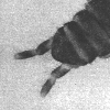 CERCI