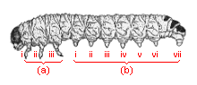CATERPILLAR