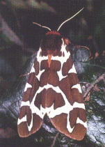 Garden Tiger