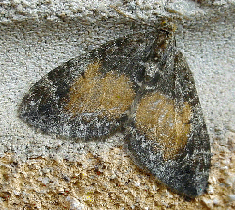 Marbled Carpet