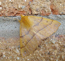 Feathered Thorn
