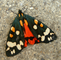 Scarlet Tiger