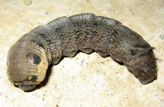 Elephant Hawk caterpillar