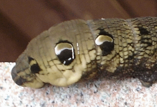 Elephant Hawk caterpillar