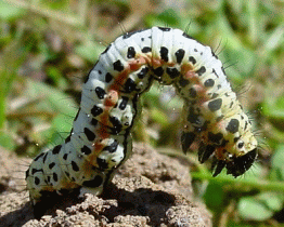 Magpie caterpillar