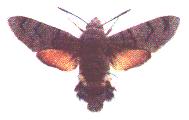 Hummingbird