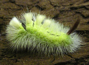 Pale Tussock caterpillar