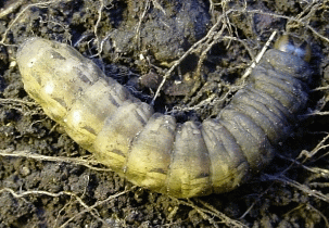 Yellow Underwing caterpillar