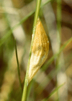 Burnet cocoon