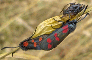 Six-spot Burnet