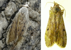 wax moth