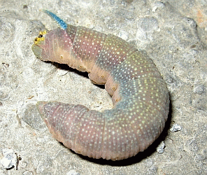 Lime Hawk caterpillar