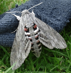 Convolvulus
