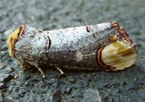 Buff-tip