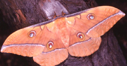 Oak Silkworm